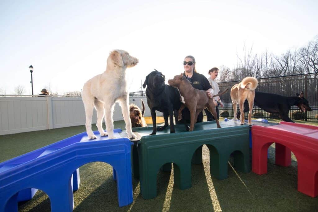 dog trainer playing with dogs