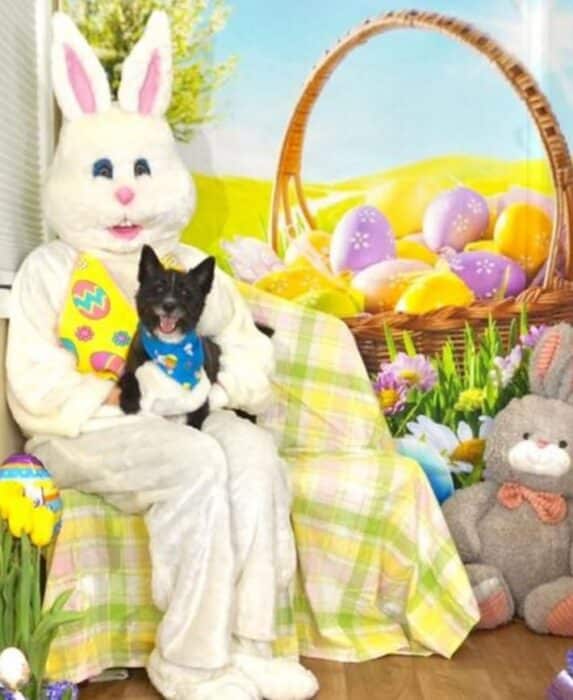 Easter bunny
