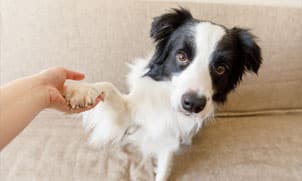 In-Home Dog Training