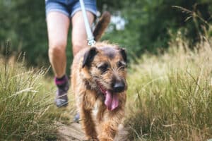 Dog on a leash with pet parent, enjoying a hike at a local park
