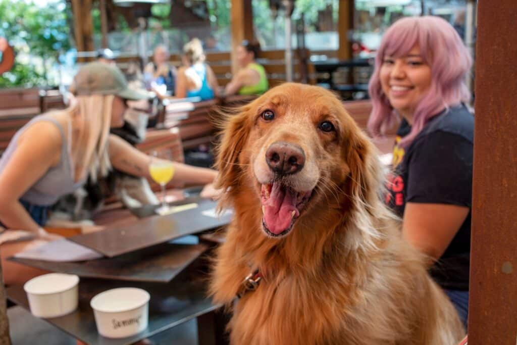Friendly Golden Retriever at outdoor table with people