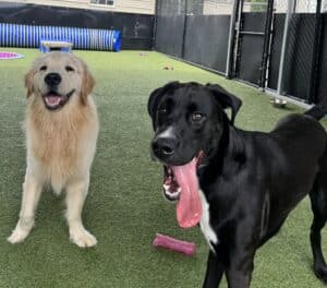 Two happy dogs in a play yard