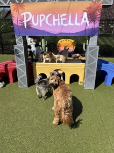 dogs having fun at pupchella