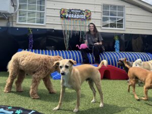 Golden Paws team member with three dogs in play yard