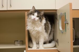 cat in boarding area at golden paws pet resort