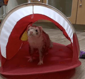 small pet boarding