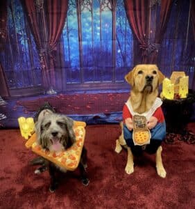 halloween dogs